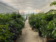 -金科花卉市场