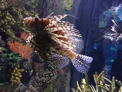 -瑞普利水族馆
