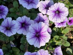 -径山花海