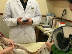 -艾贝尔宠物医院·24H转诊中心·肿瘤猫专科(江宁双龙店)