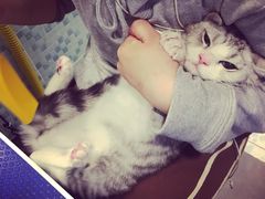 -PETKIT小佩宠物(古北店)