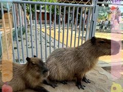 -西霞口神雕山野生动物世界
