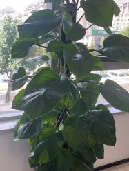 -雍禾植发