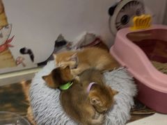 -糯米喵星人总部直营旗舰店·猫舍·幼猫出售