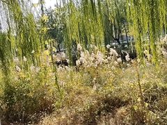 -南翠屏公园