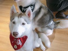 -Husky Go! 哈士奇体验馆·宠物咖啡厅狗咖