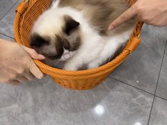 -爱洗澡的猫(天河路店)