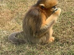 -大连森林动物园