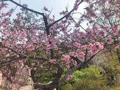 -桃花堤公园