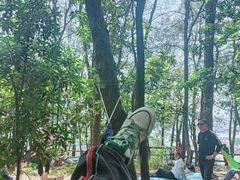 -铁山坪森林公园