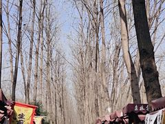 -合肥滨湖国家森林公园