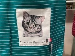 -猫咪博物馆(顶澳仔猫街店)