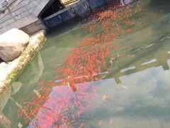 -白马涧龙池景区