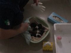 -佳雯宠物医院(金华南路分院)