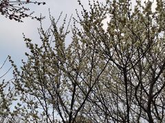 -蜀冈西峰生态公园