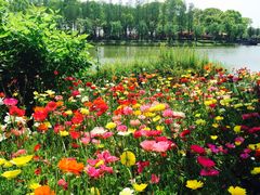 -上海鲜花港