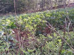 -天津东丽湖风景区