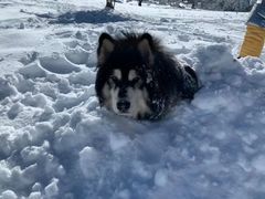-太子岭滑雪场