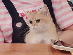 -猫小院猫主题餐厅(三里屯店)