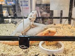 -酷以爬仙阁实体爬宠店·守宫·蜥蜴·专业繁育