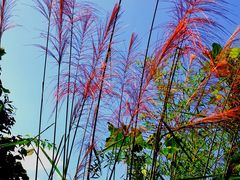 -花亭湖风景名胜区