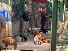 -宫城藏王狐狸村