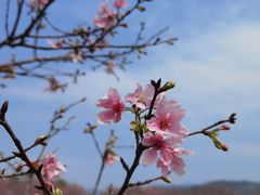 -天适樱花悠乐园