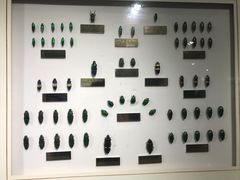 -上海昆虫博物馆