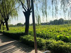 -白洋淀景区
