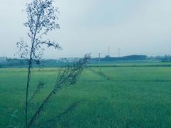 -北川巴拿恰