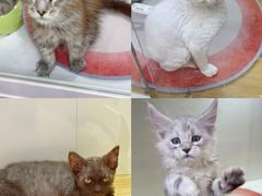 -青奢宠物·青奢猫舍