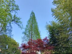 -上海醉白池公园