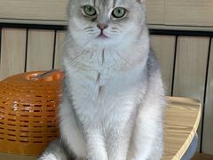 -豆逗聊愈猫阁Easy Life