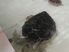 -广东惠东海龟国家级自然保护区