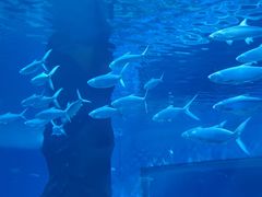 -北戴河圣蓝海洋公园