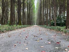 -上海滨江森林公园