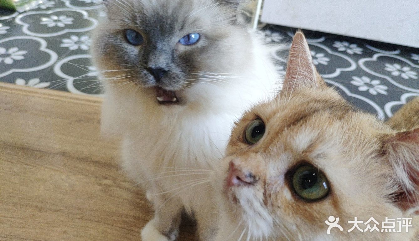 地铁口附近的猫咖店打卡