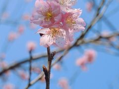 -顾村公园
