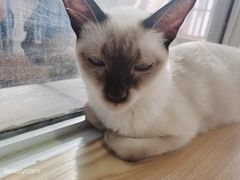 -Heymao猫咖.咖啡厅(东门店)