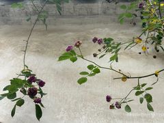 -艺圃