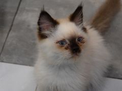 -楼上猫咖(罗湖店)