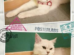 -飞行喵MR PILOT|猫舍·猫咖(静安大融城店)