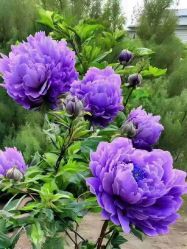 -产后帮产后修复(首城国际店)