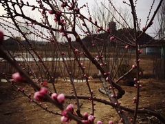 -永定河休闲森林公园