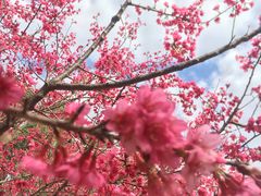 -广州市流溪河国家森林公园