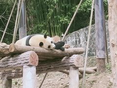 -都江堰中华大熊猫苑