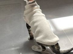 -Bastet sally猫舍购宠(静安店)