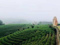 -帐篷客·溪龙茶谷度假酒店