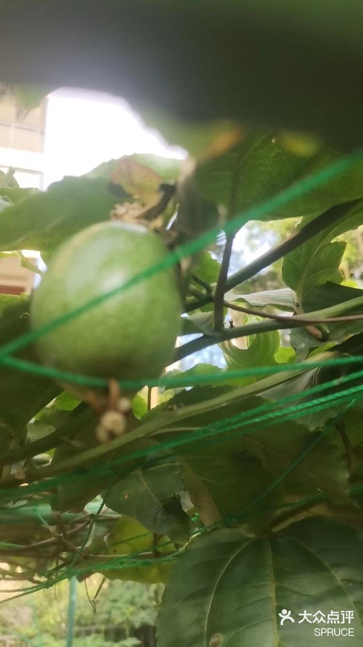 百里香 #纯甜百香果 #百香果种植 #热带水果