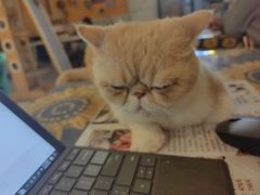 -平行世界·猫咖(首经贸店)
